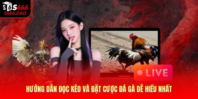 Hướng dẫn đọc kèo và đặt cược đá gà dễ hiểu nhất Hướng dẫn đọc kèo và đặt cược đá gà dễ hiểu nhất